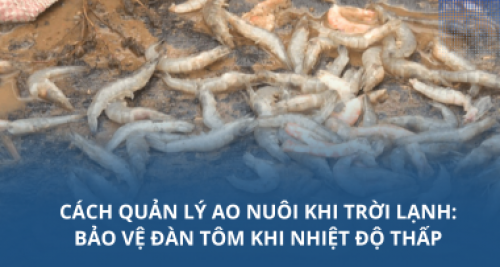 Cách quản lý ao nuôi khi trời lạnh: Bảo vệ đàn tôm khi nhiệt độ thấp